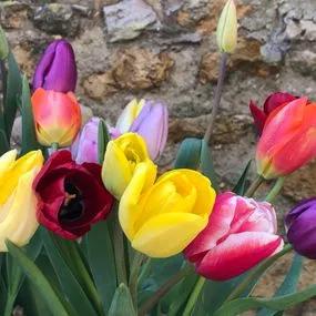 Tulip Naturalising Mix (Tulipa Naturalising Collection) Img 4